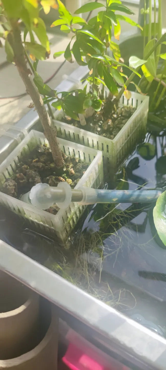 水培篮
