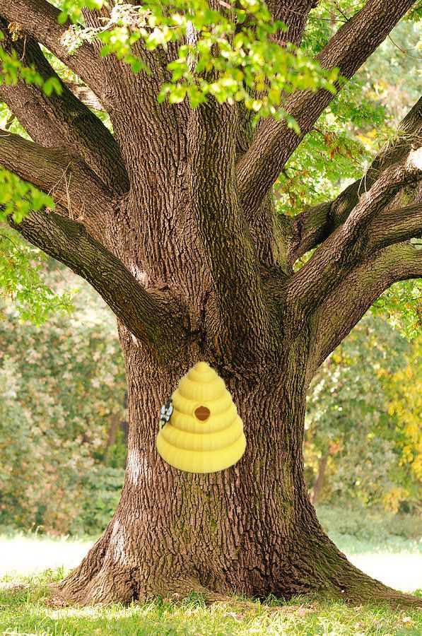 beehive bird house