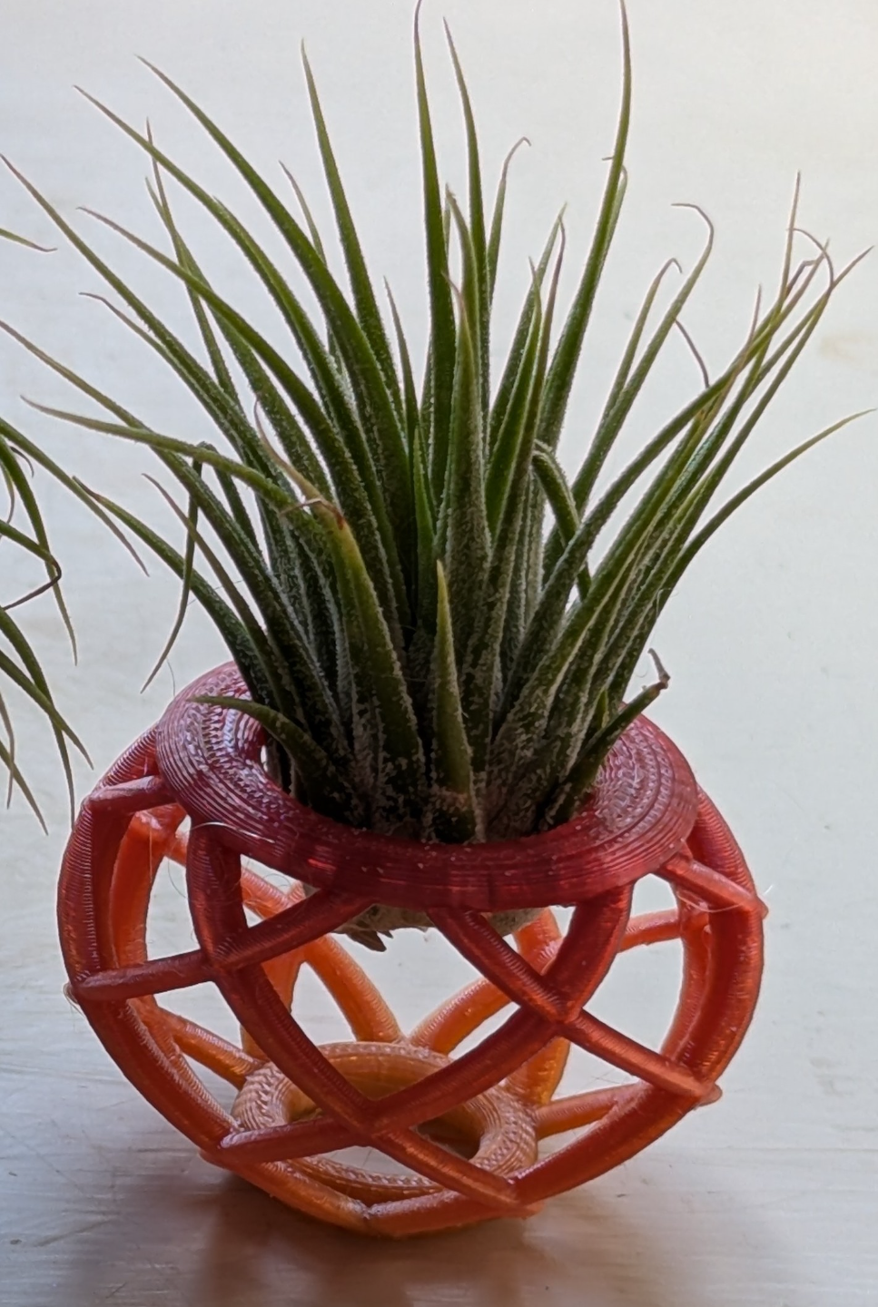 Spiral Air Plant Pot
