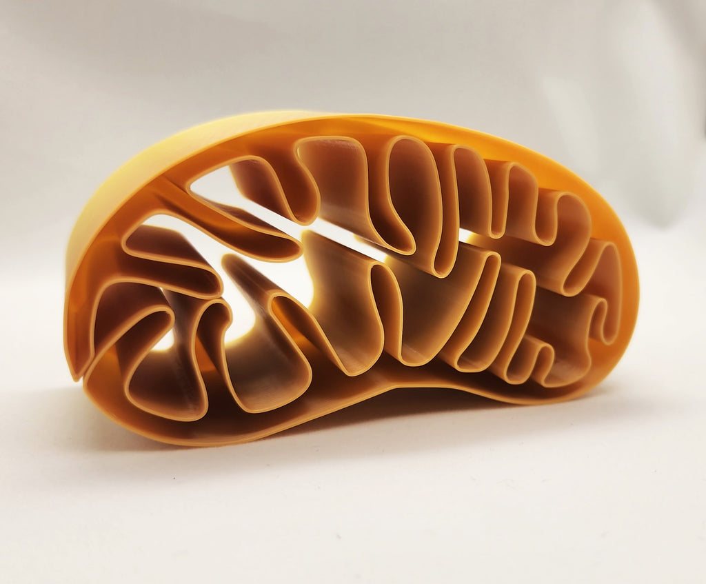 Mitochondria Spiral Vase
