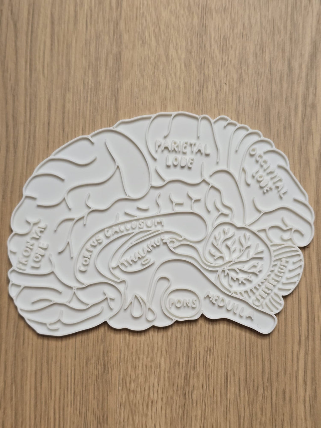 Brain Neuro Anatomy Education Coloring Craft