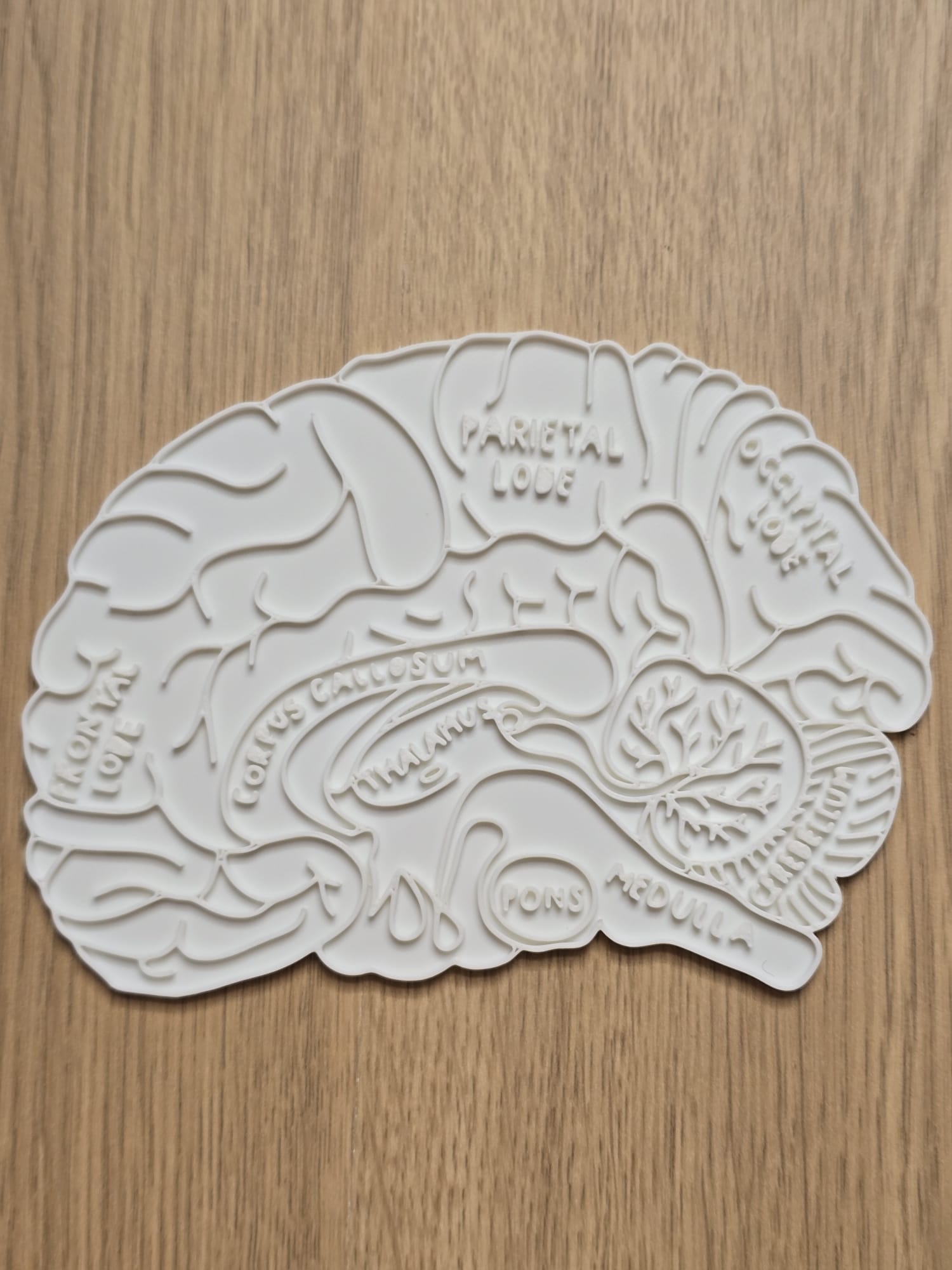 Brain Neuro Anatomy Education Coloring Craft