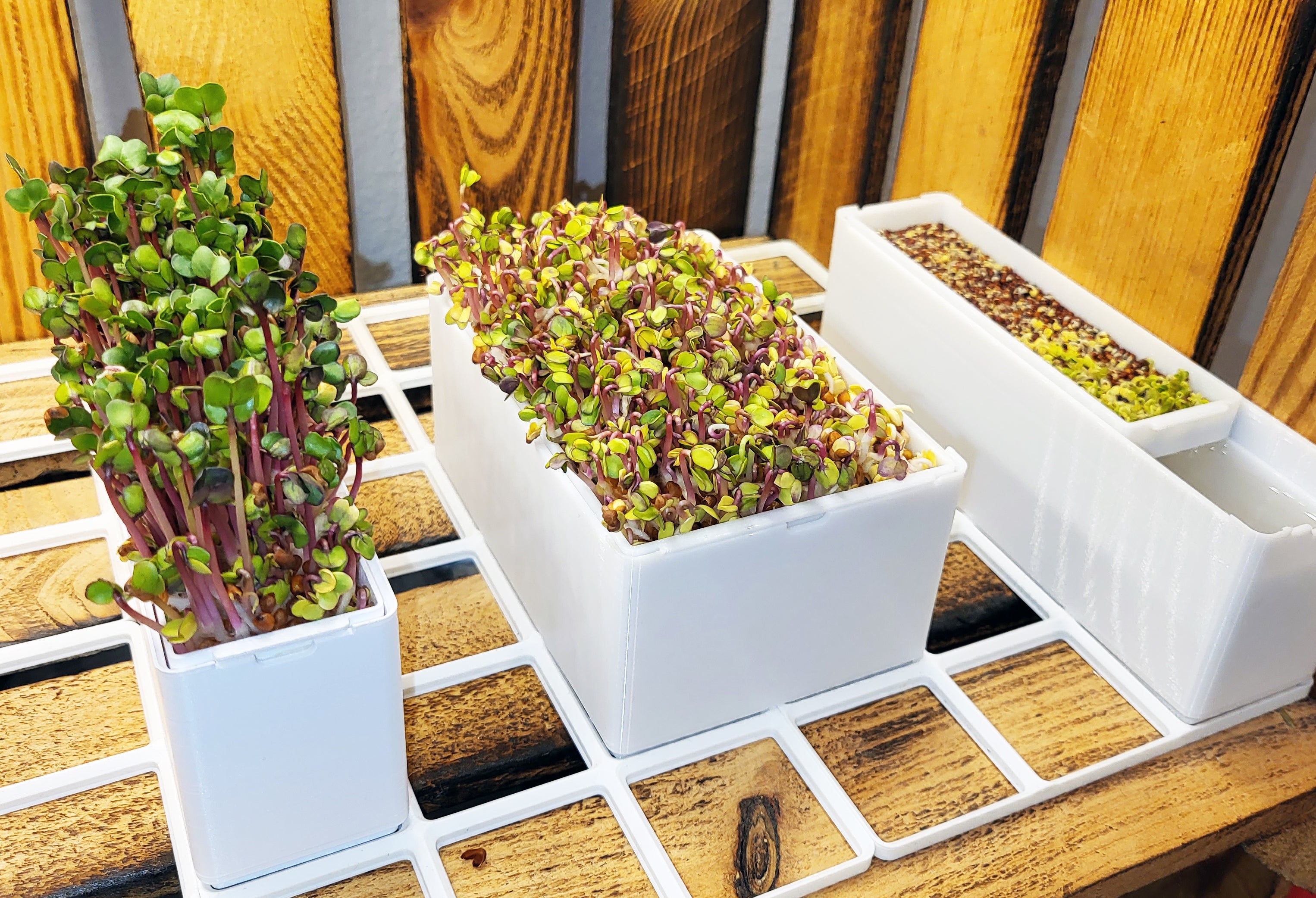 Ultimate Microgreens System