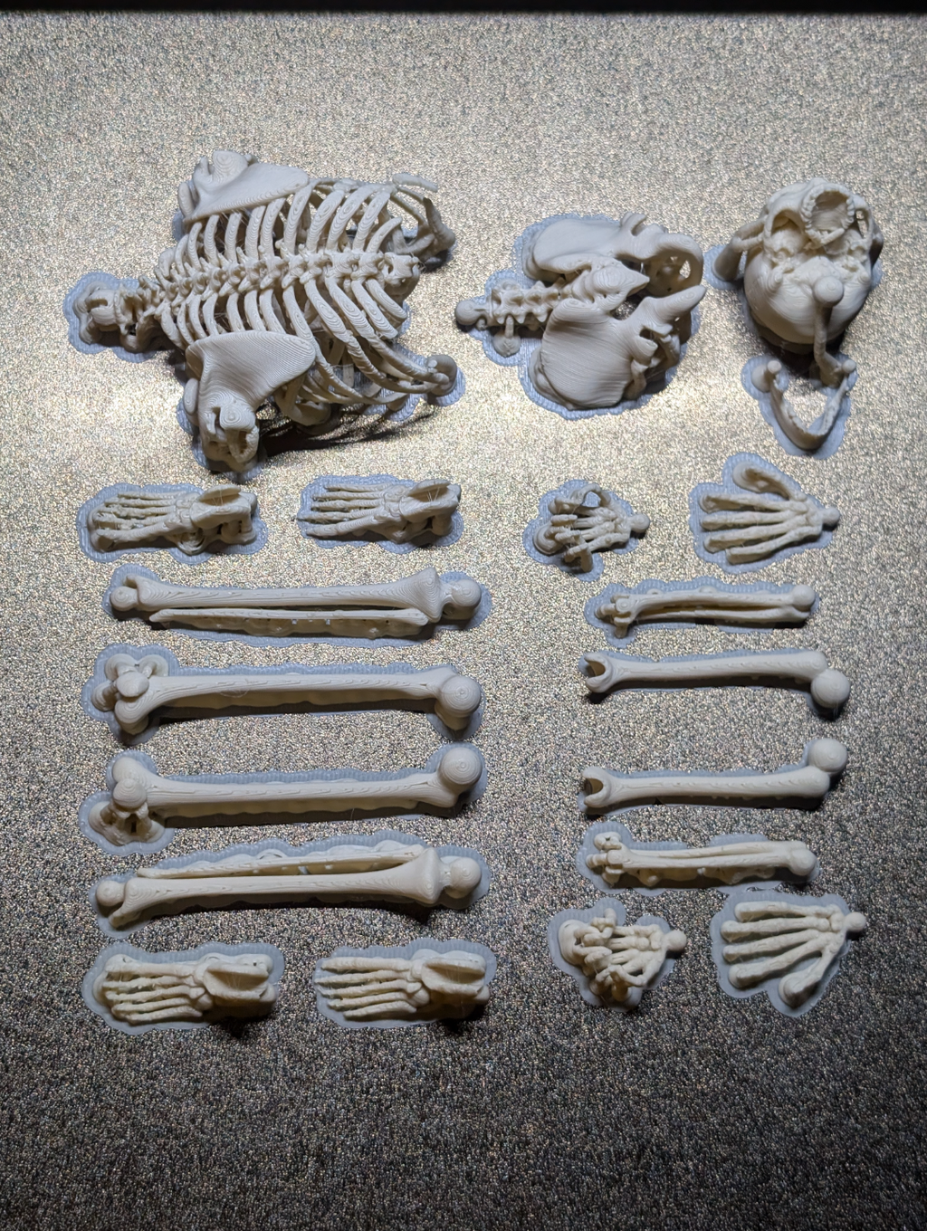 Articulated Skeleton