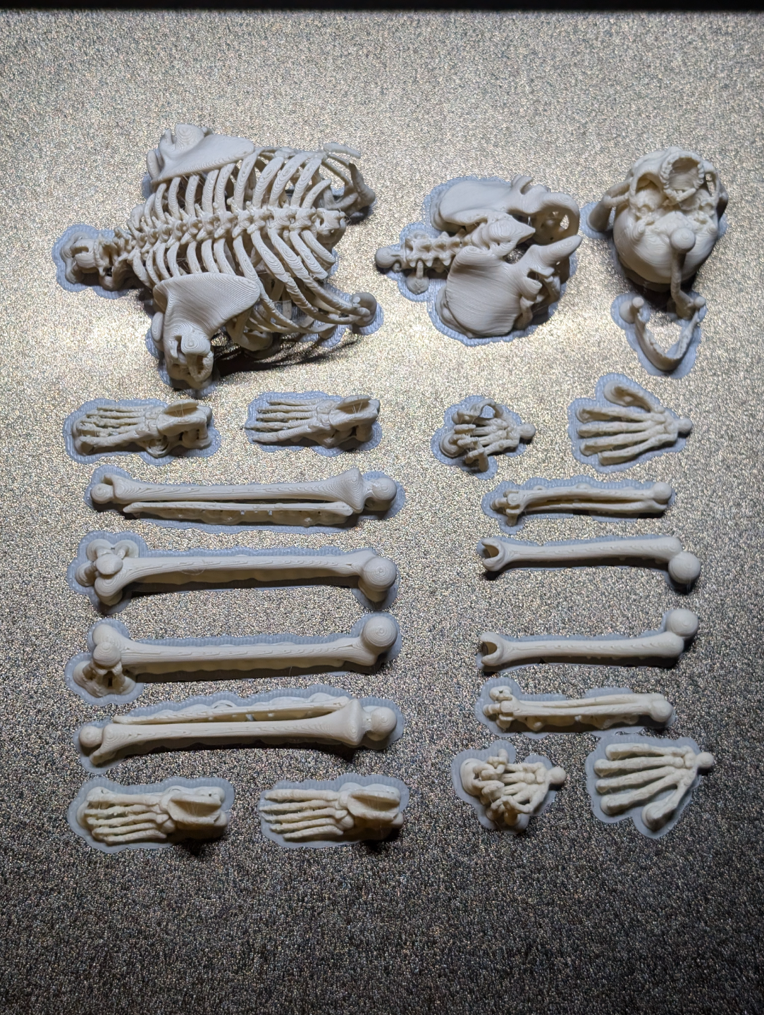 Articulated Skeleton
