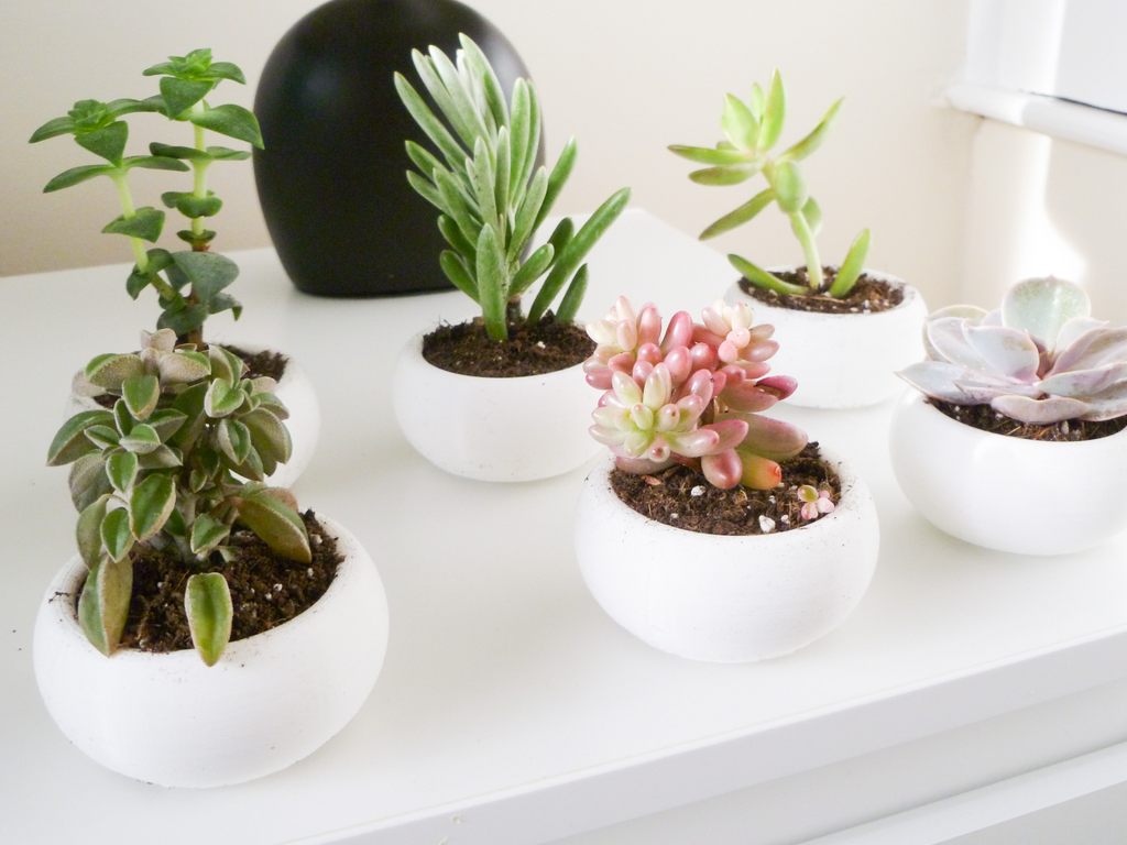 Mini Succulent Planter Bonsai Style