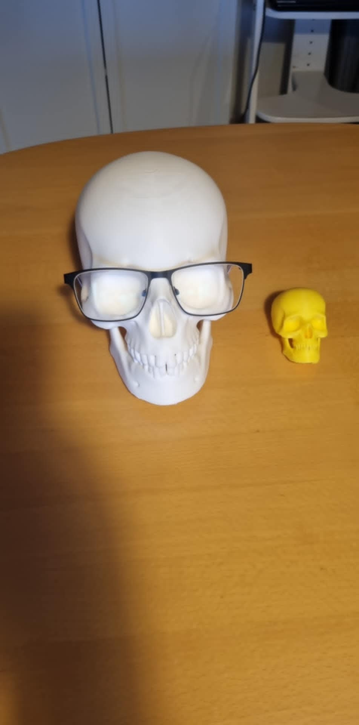 Human Skull perfect for Halloween