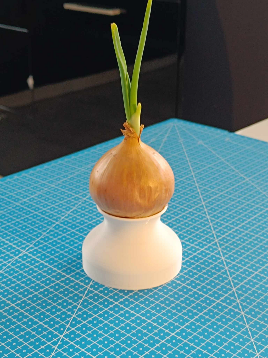 Onion chives pot