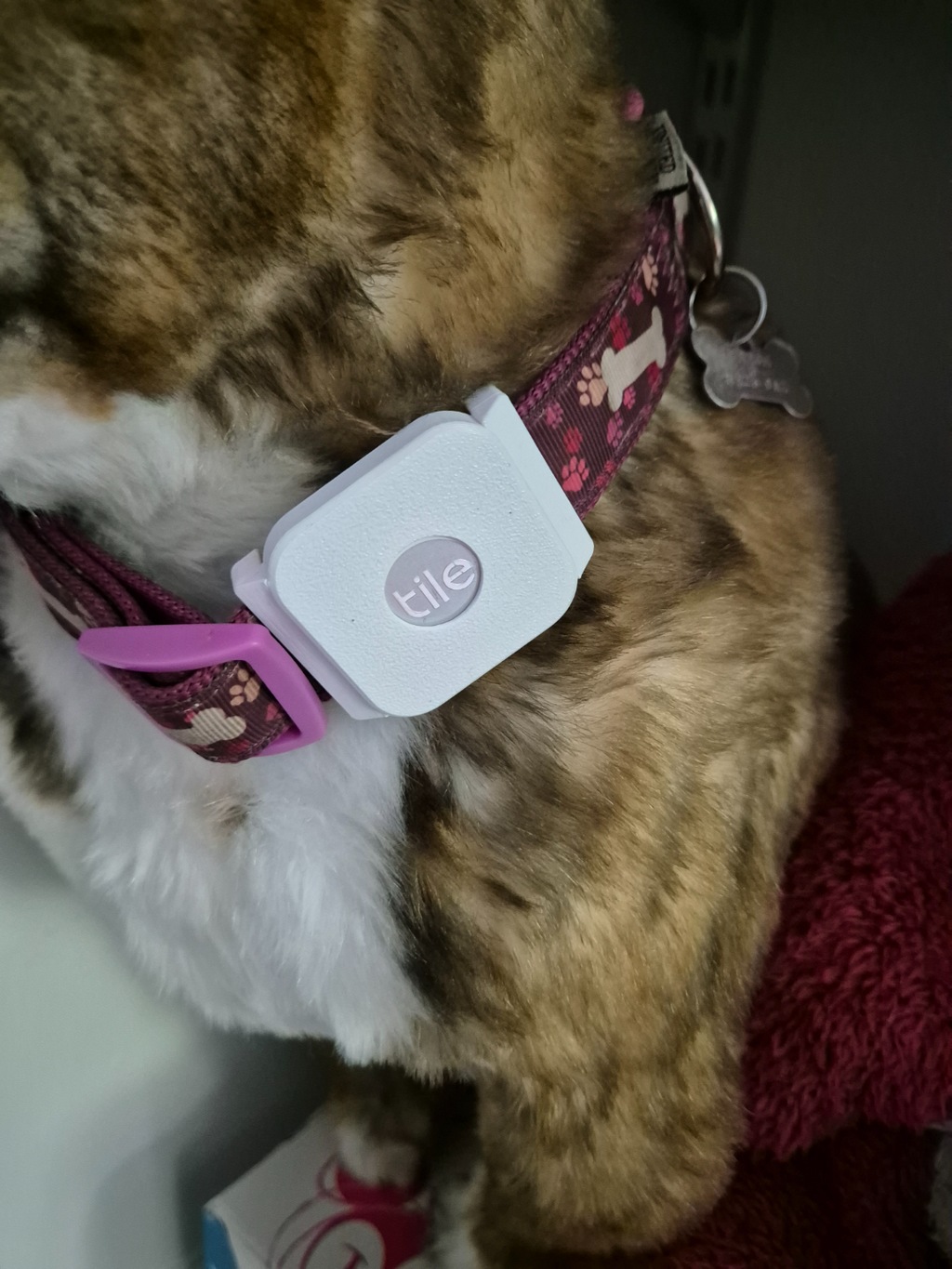 Tile Mate (2020) Dog Collar Attachment
