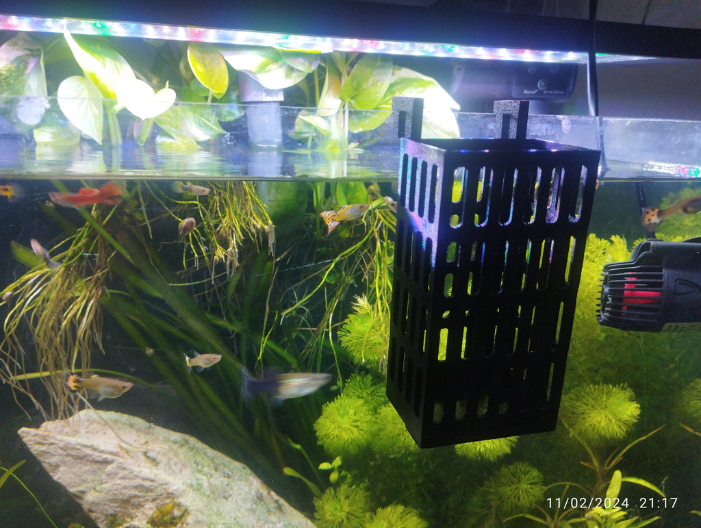 Aquarium plants