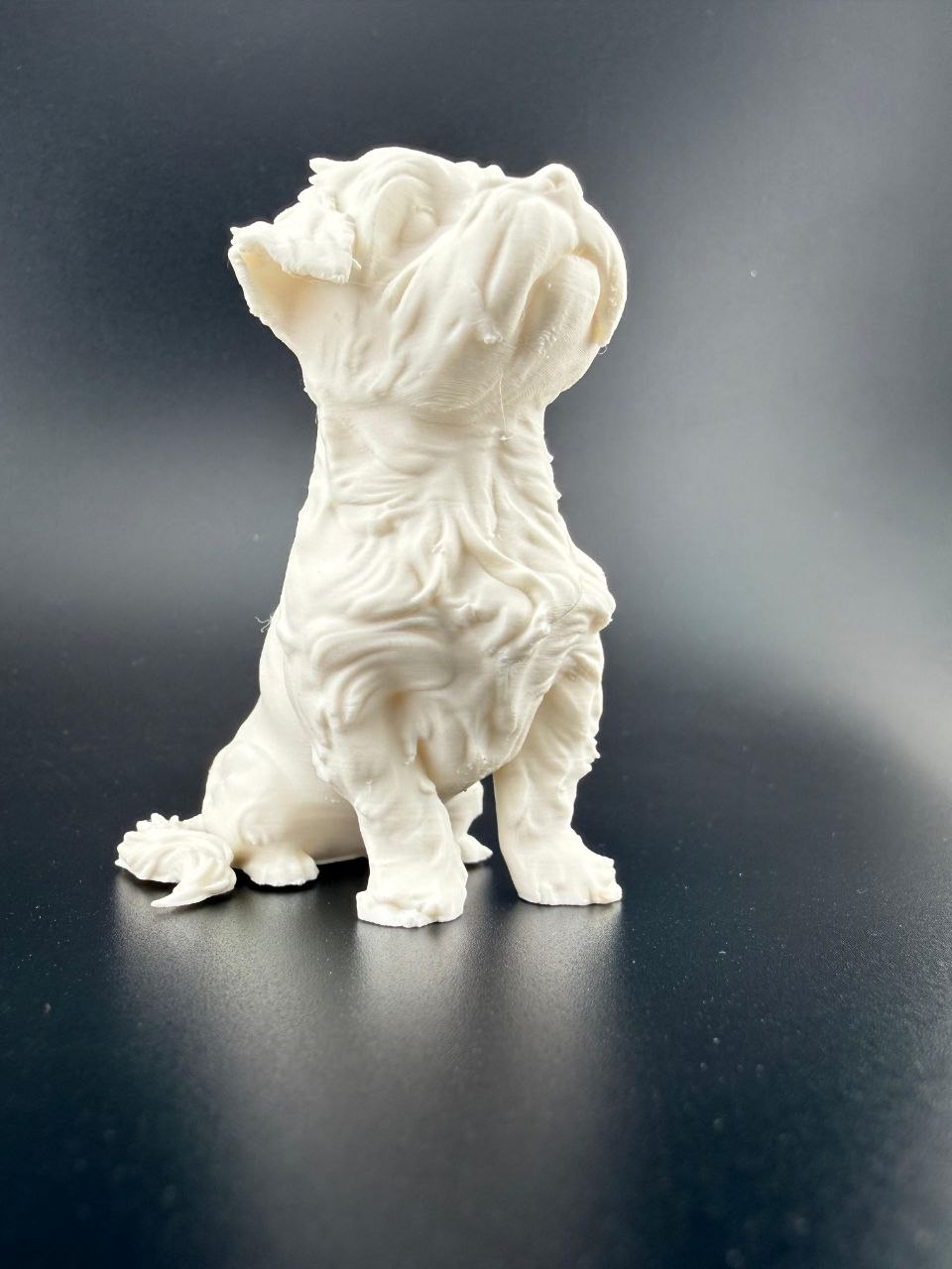Maltese Malshi dog