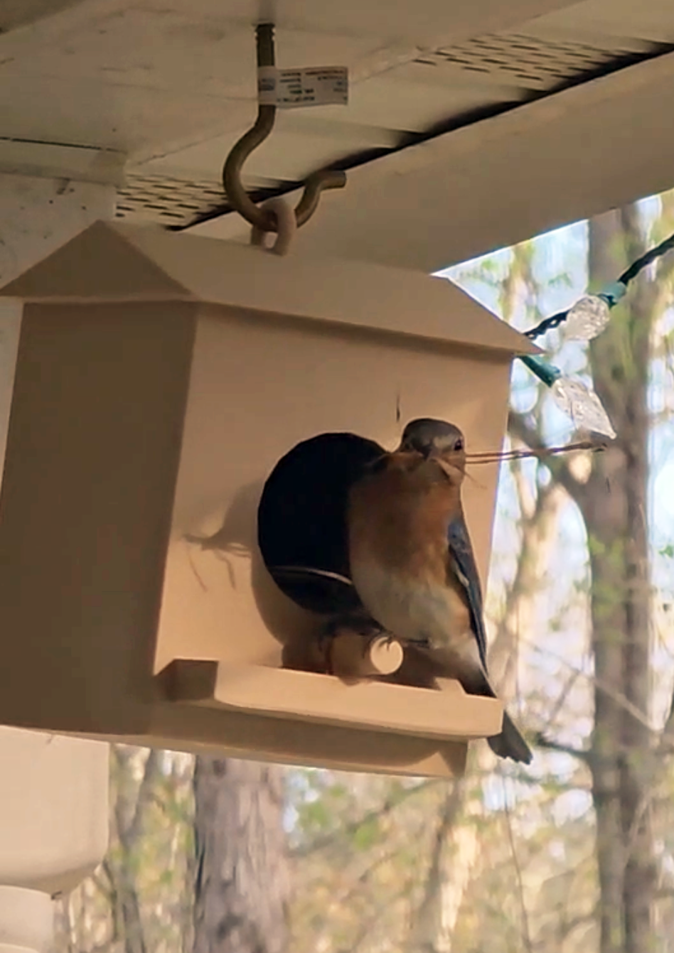 Bird House With Seed trough