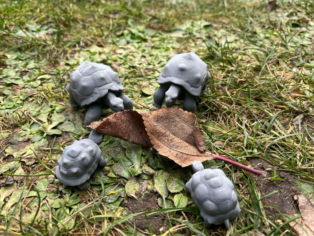 Land turtle