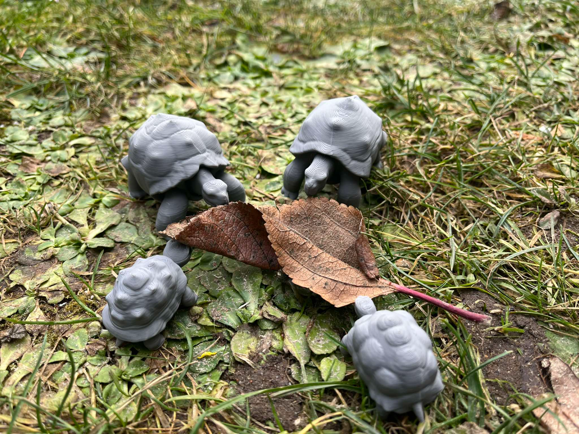 Land turtle