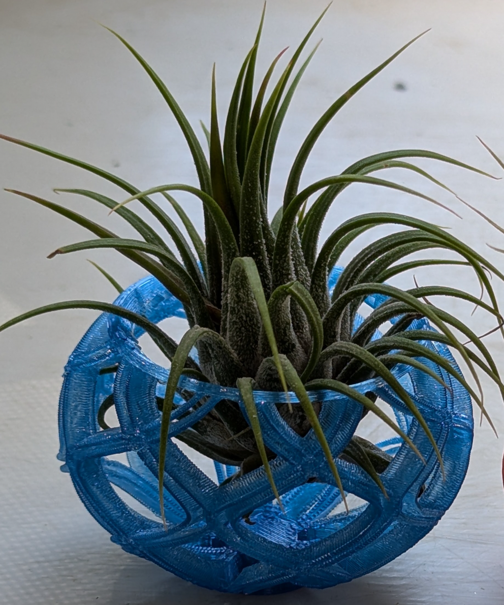 Super Curvy Spiral Air Plant Pots