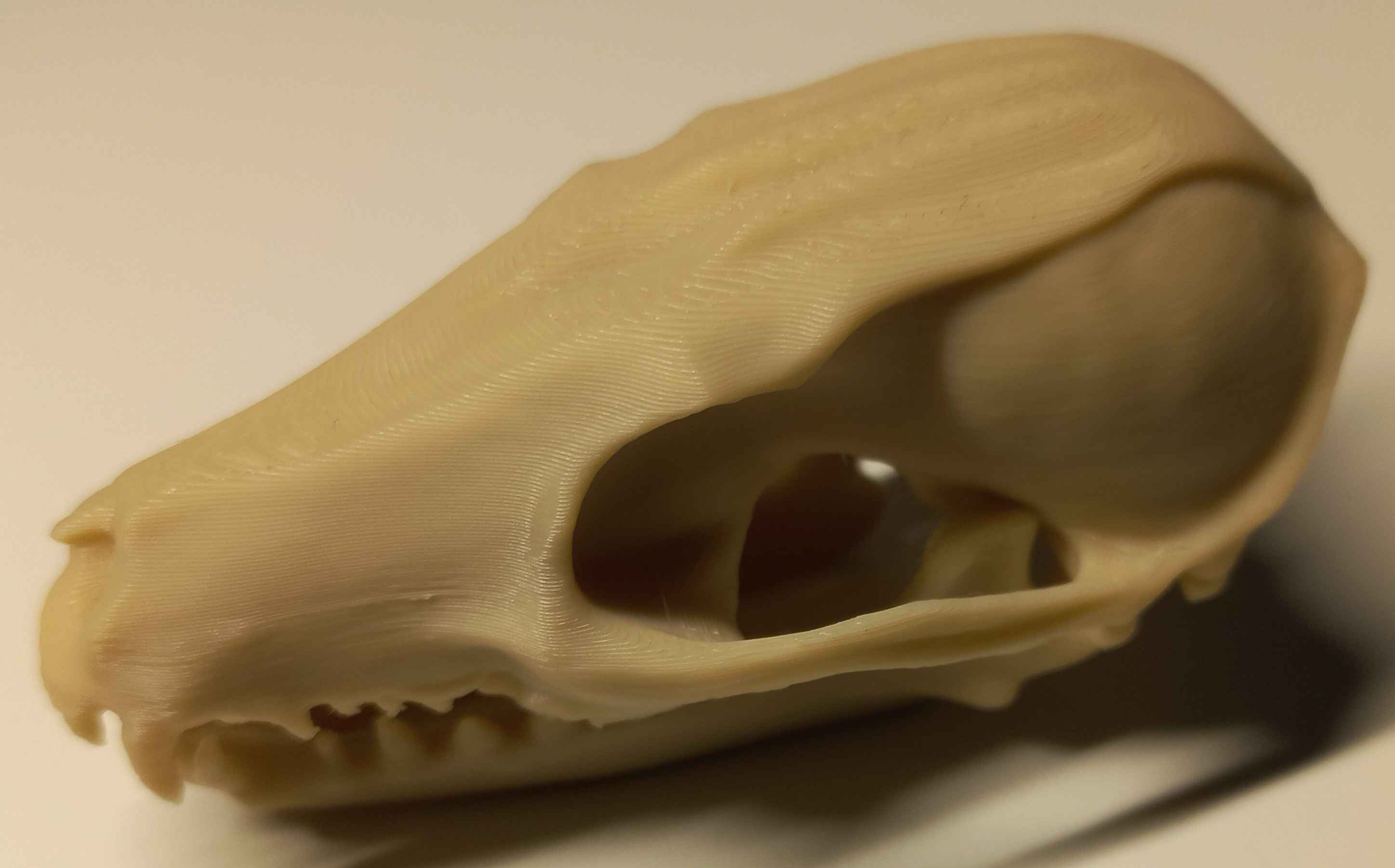 Red Fox Skull (2 pieces)