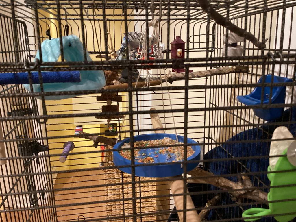 parakeet food bowl