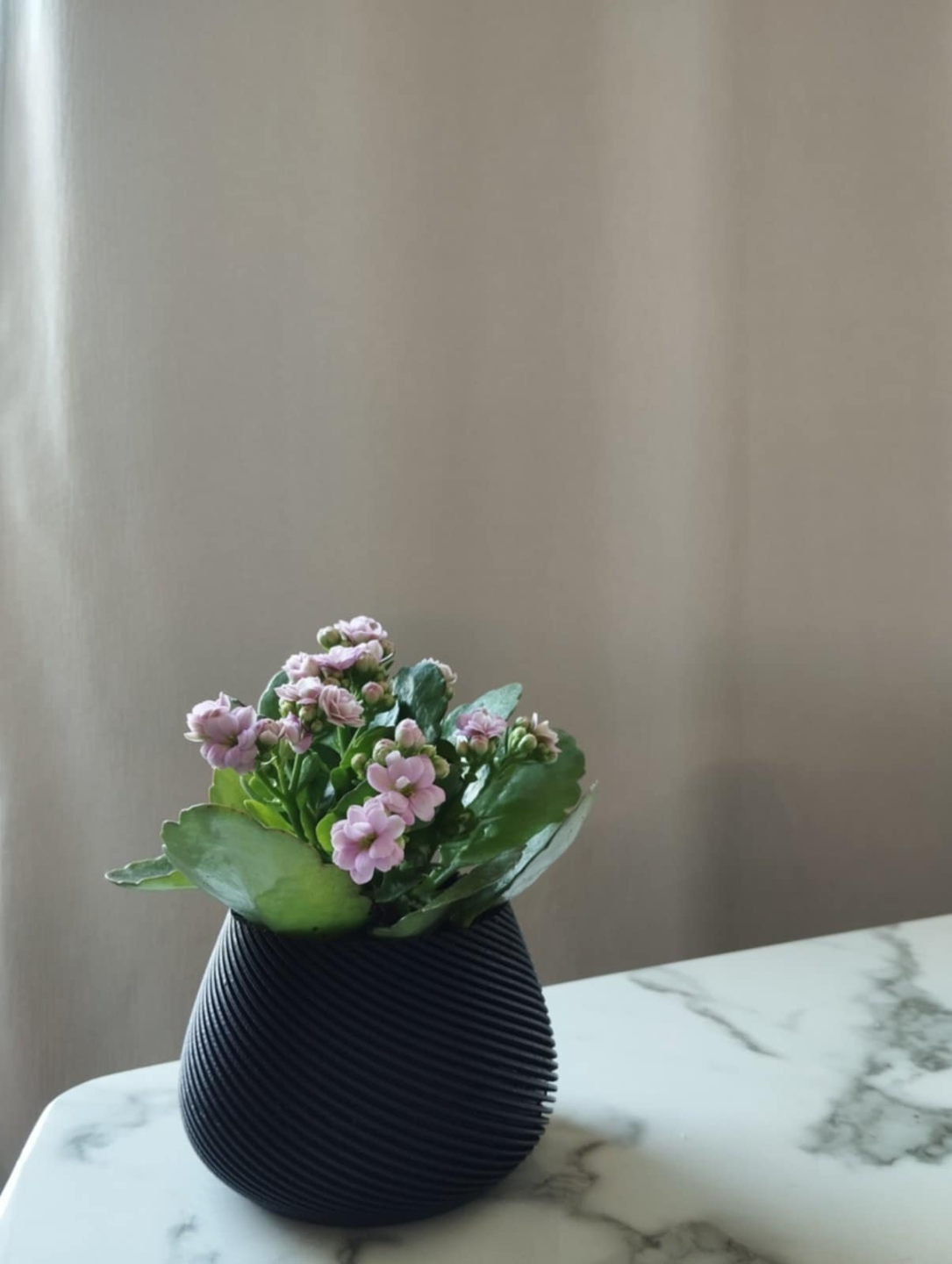 Plant pot