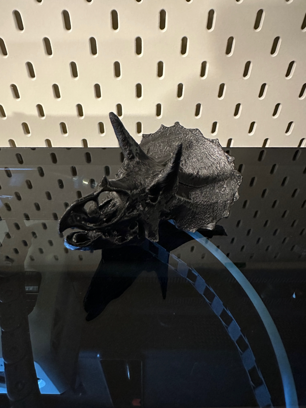 Triceratops Skull
