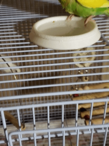 Anti-Tip Bird Water Bowl (Open-Area)