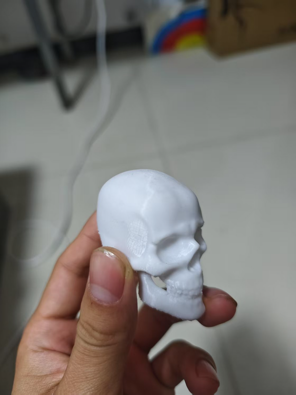 头骨