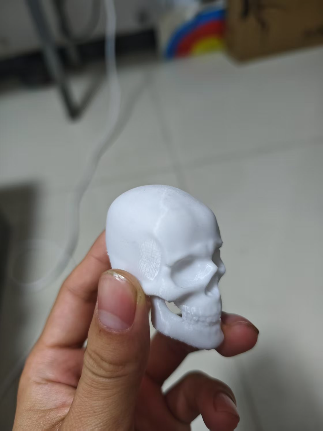 头骨