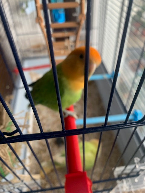 posatoio