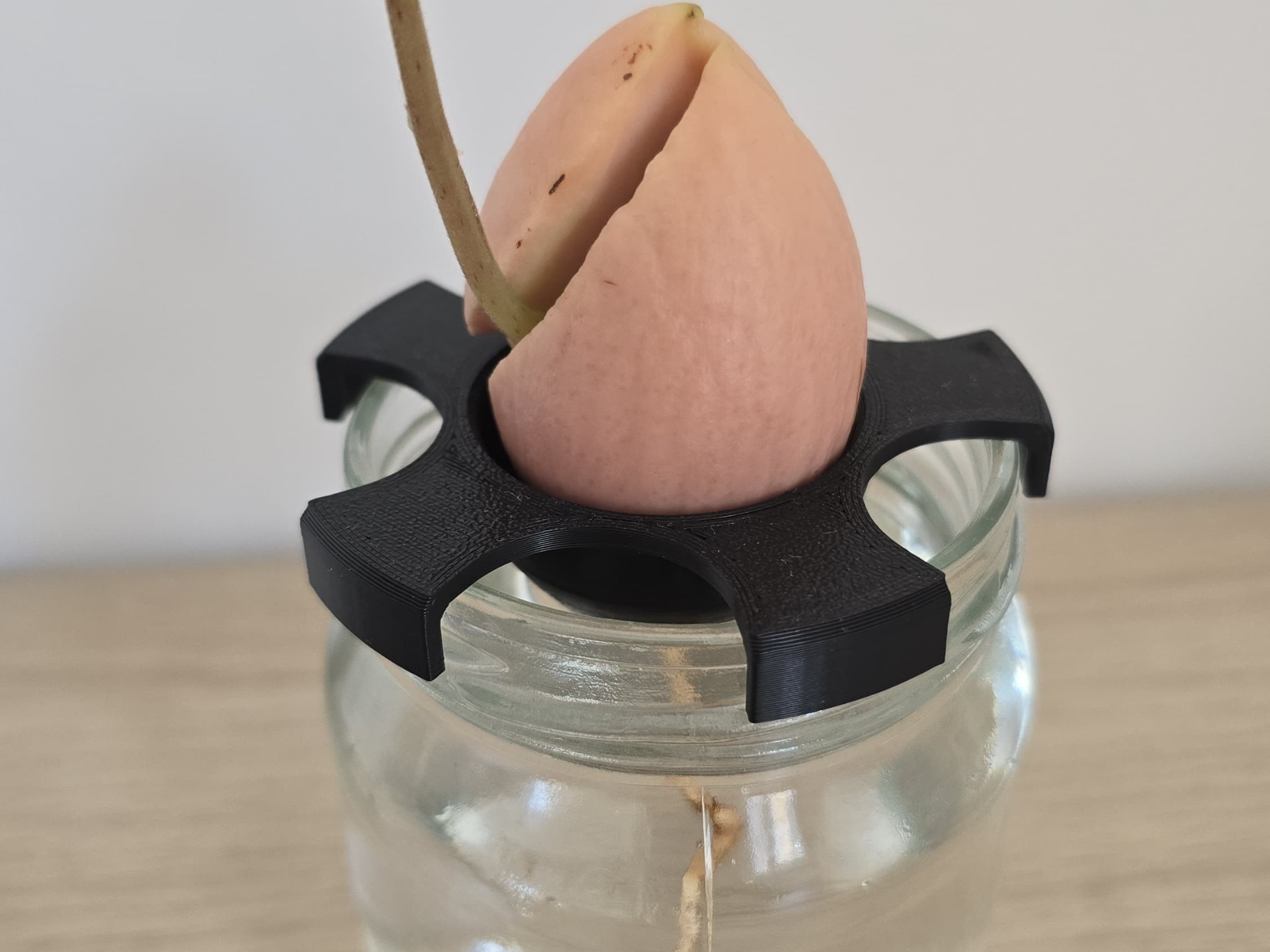 Avocado Seed Germinating Holder