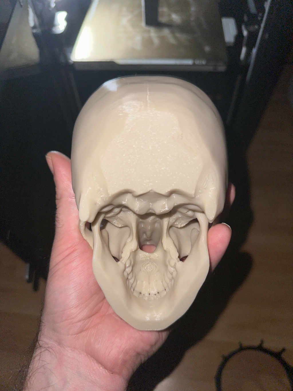 Life Size Human Skull