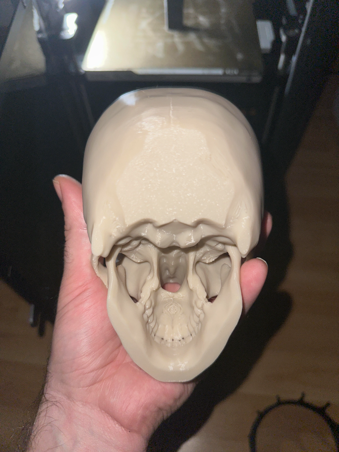 Life Size Human Skull