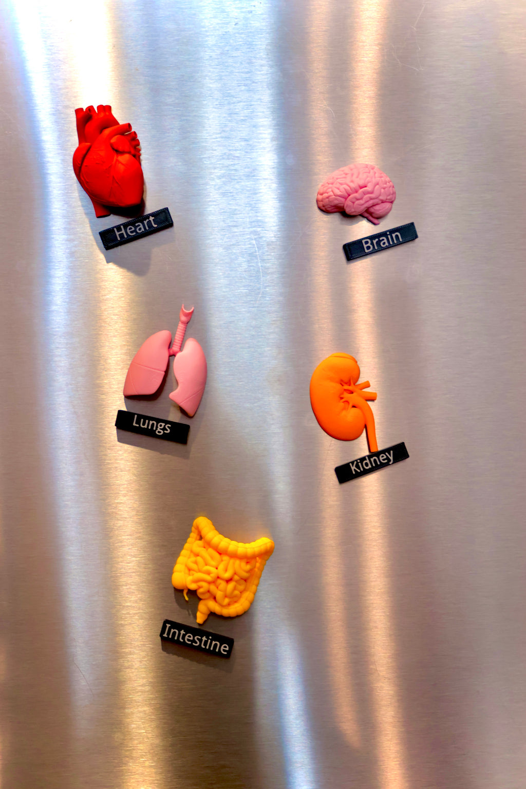 Anatomy Magnets