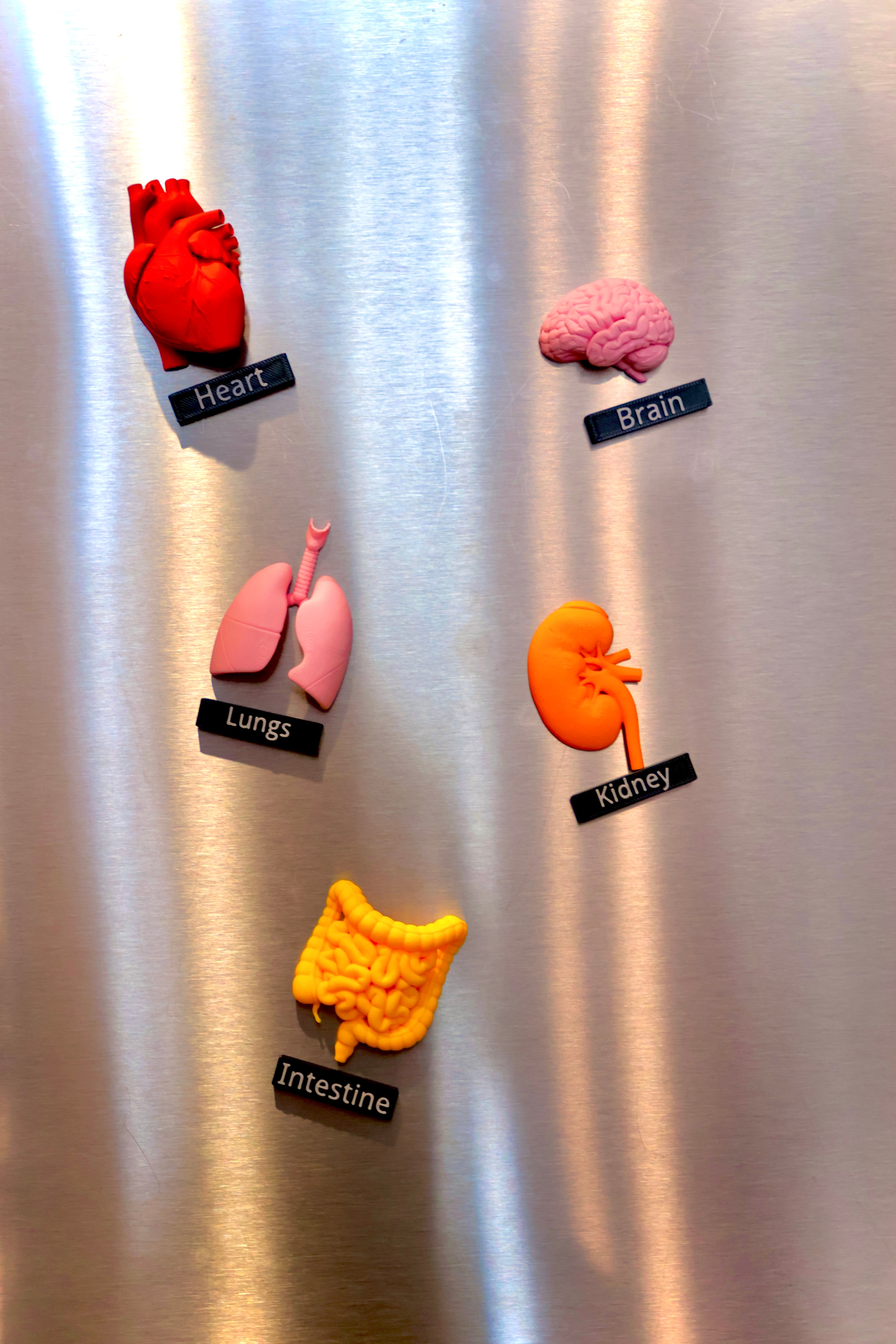 Anatomy Magnets
