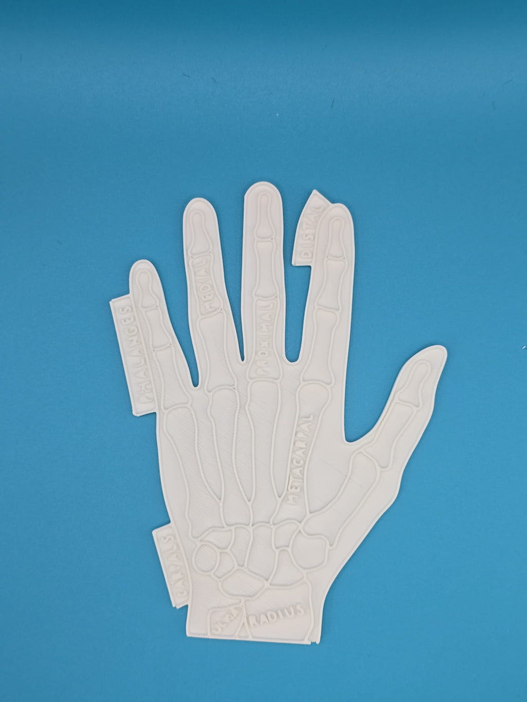 Hand Anatomy Coloring Craft Education