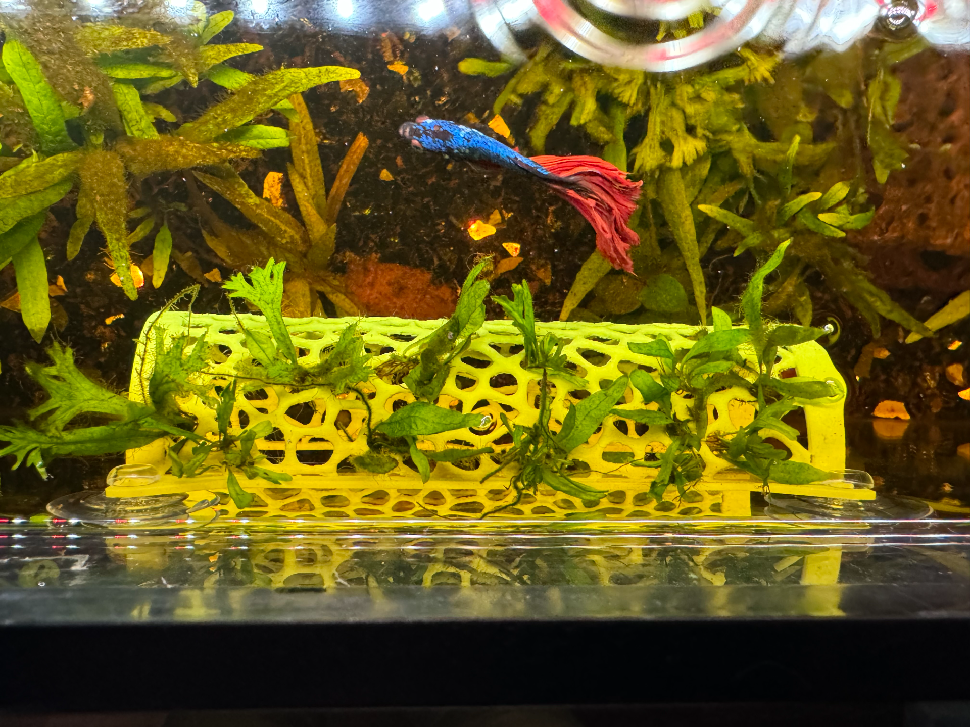 Betta Fish Tunnel Tank Mountable