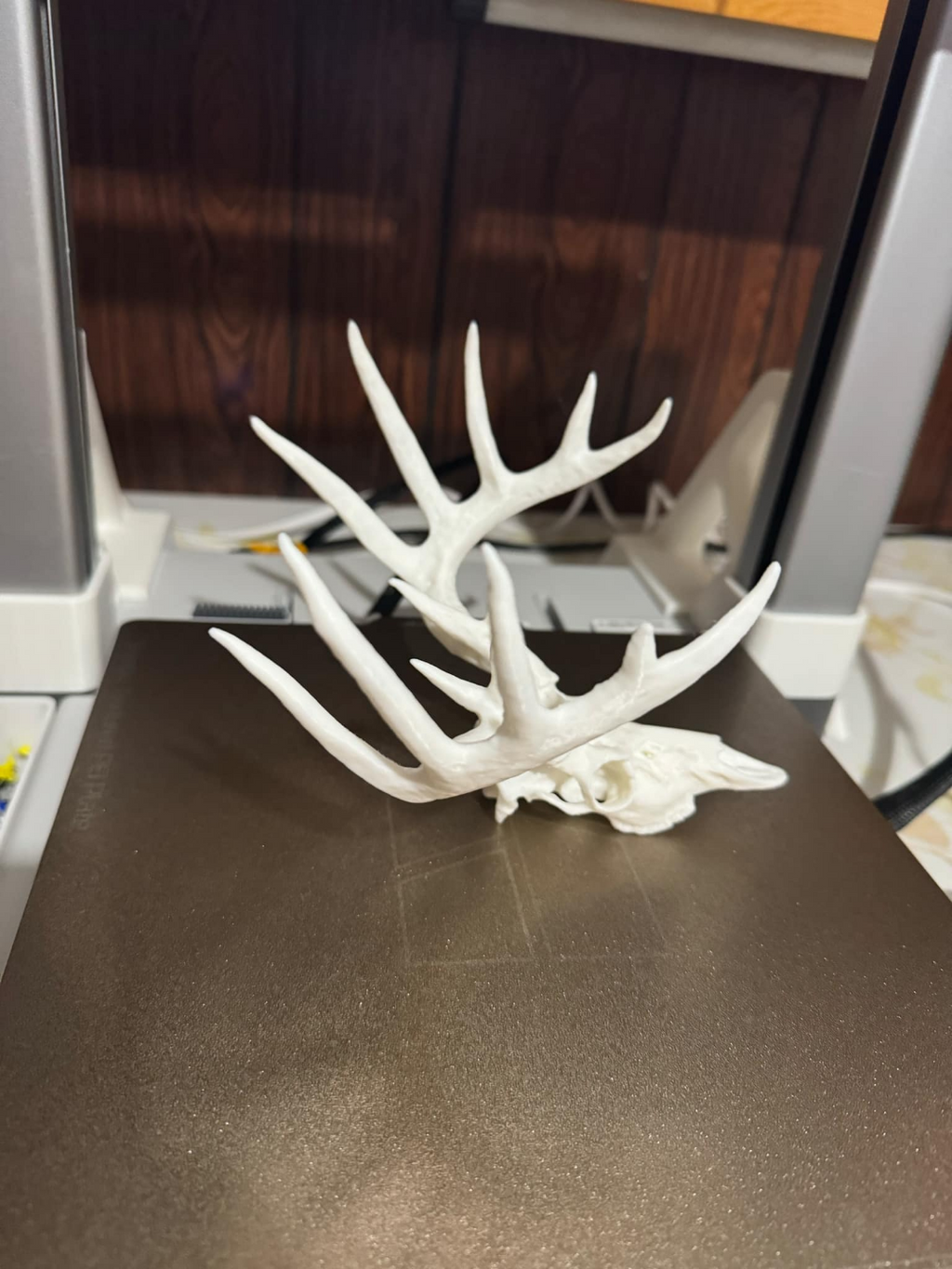 whitetail deer skull