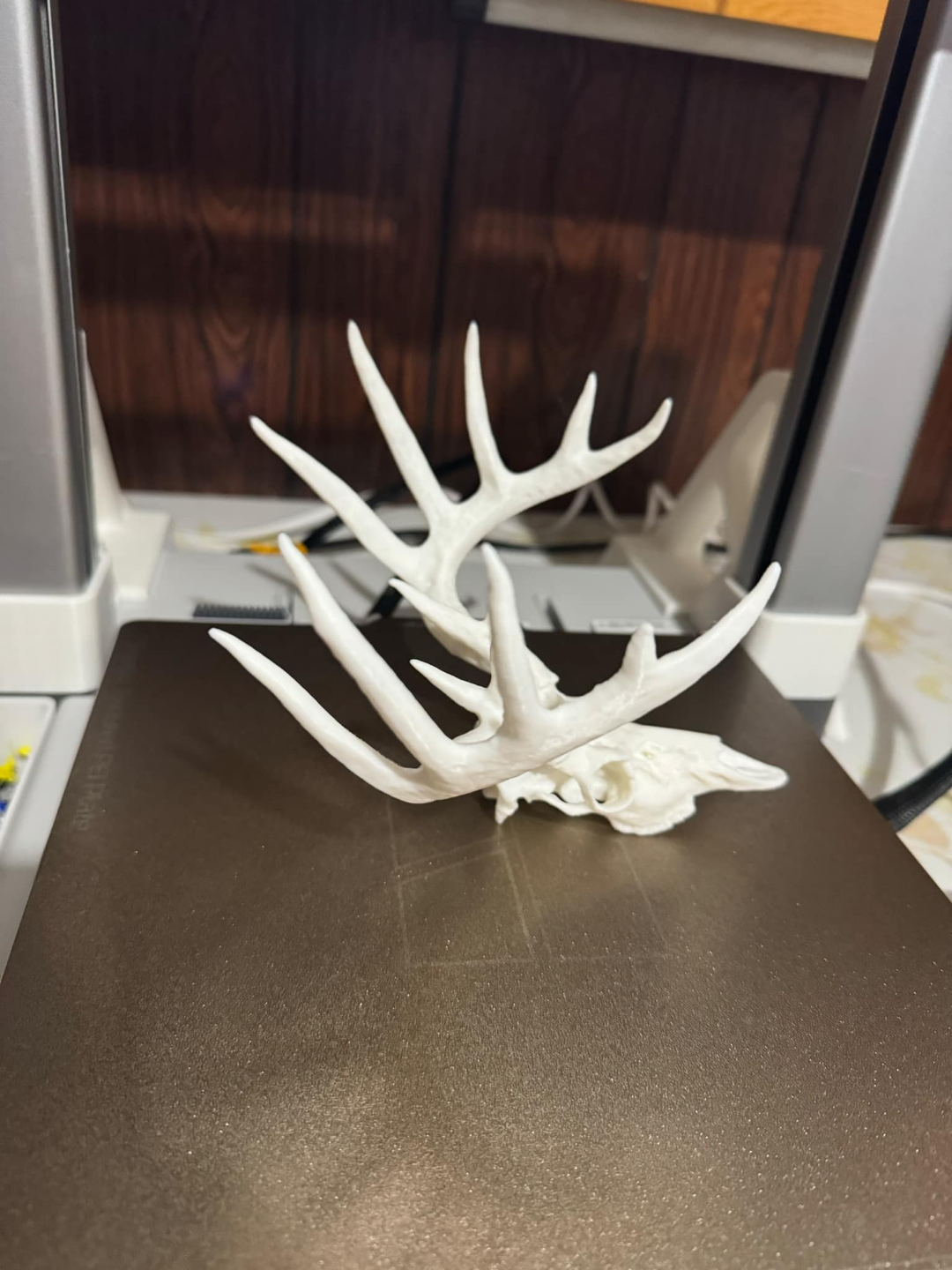 whitetail deer skull