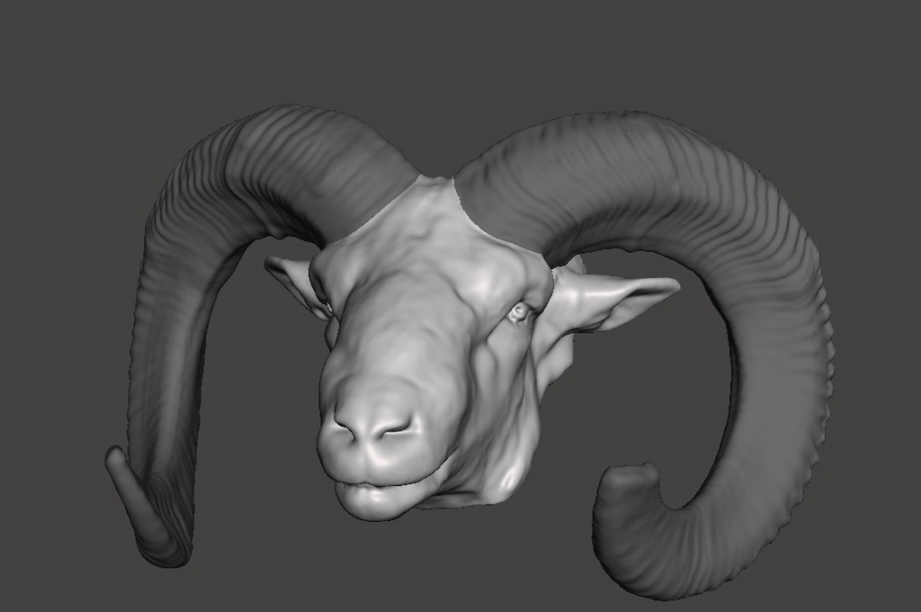 Mouflon Head