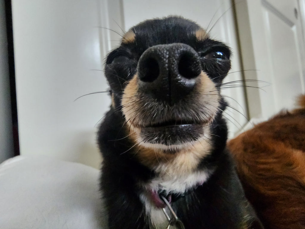 My Dog