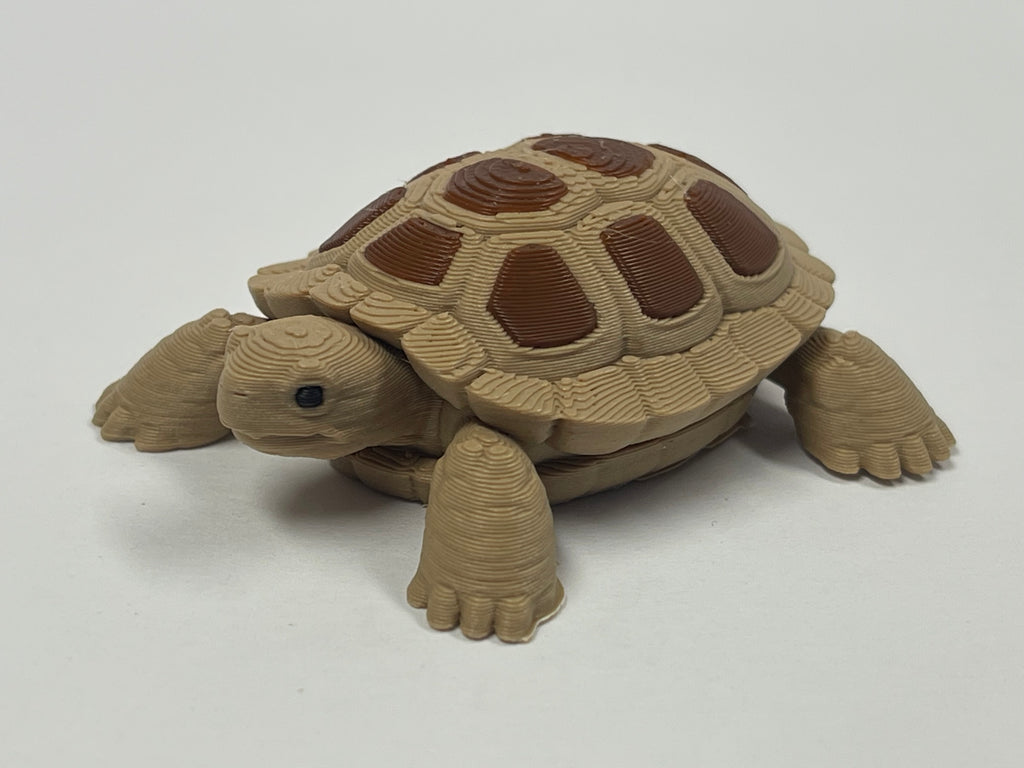 Fun Little Turtle