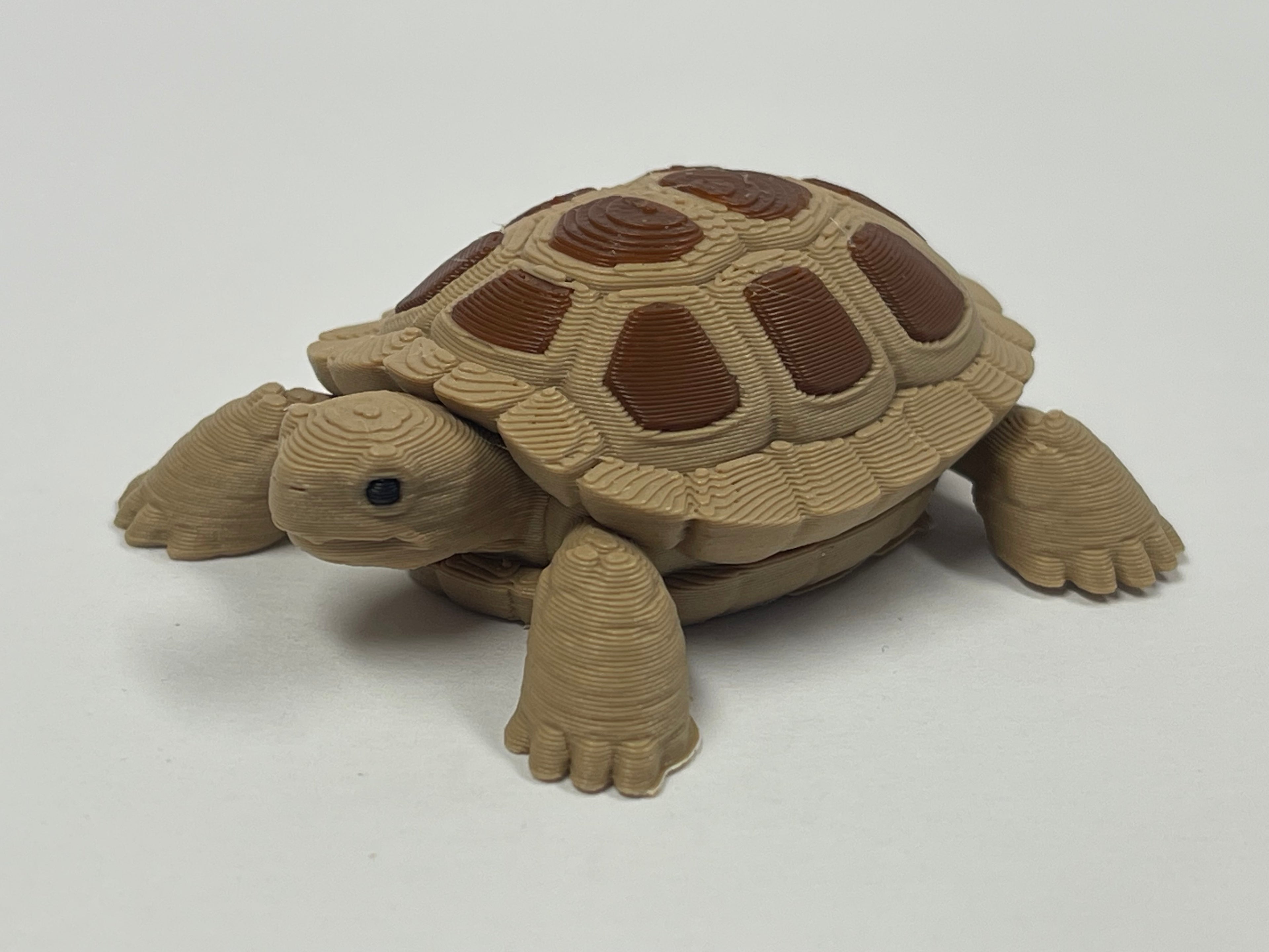 Fun Little Turtle