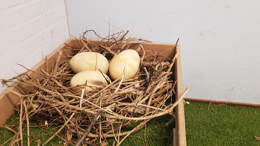 Dinosaur egg