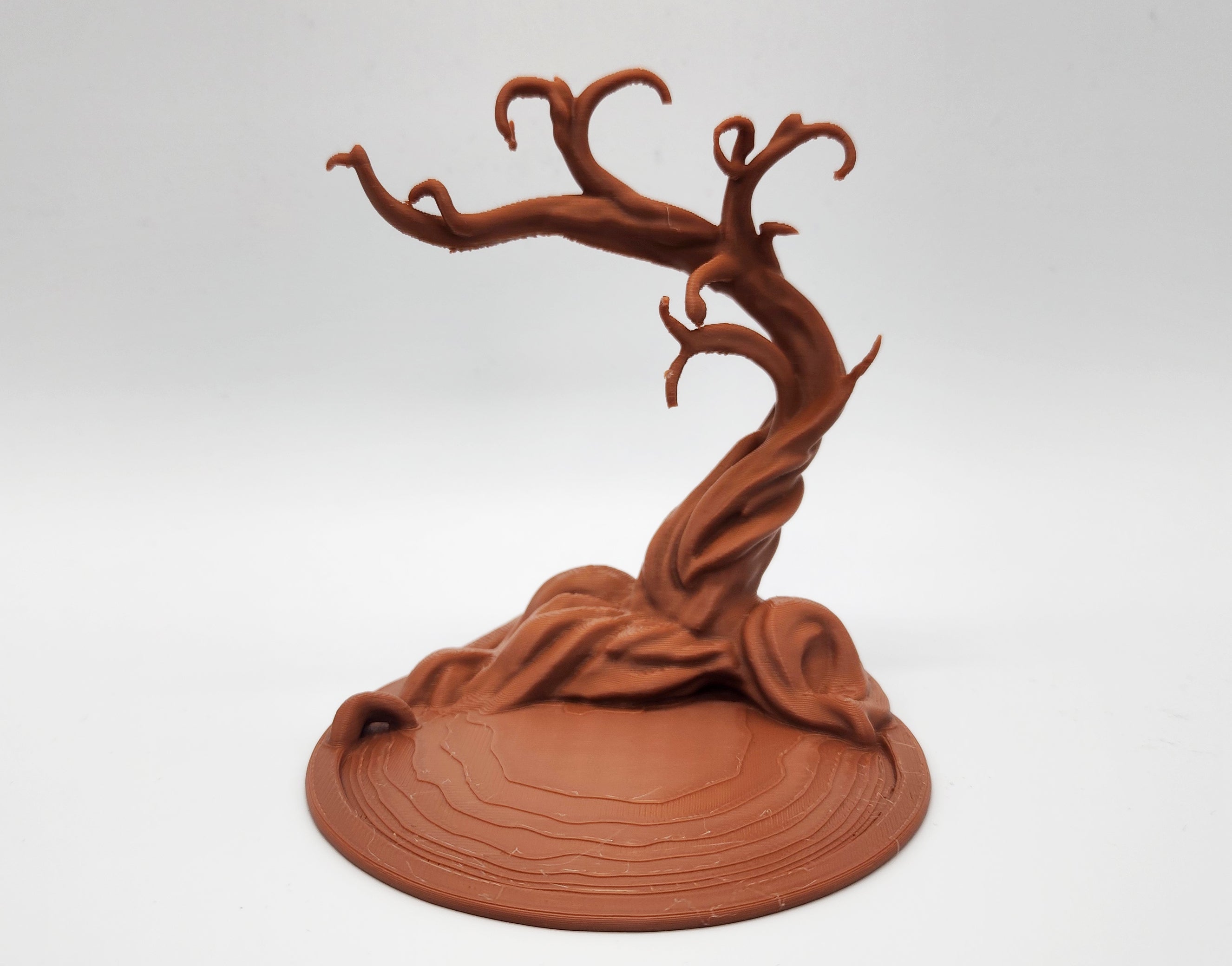 Namibian Acacia Jewelry Tree