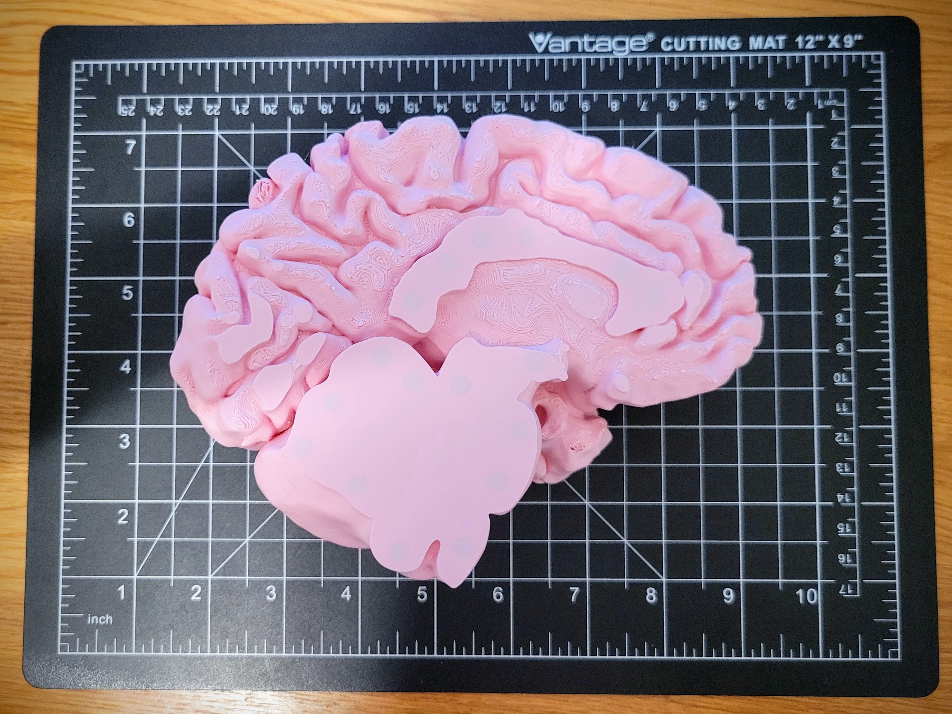 Full-size human brain