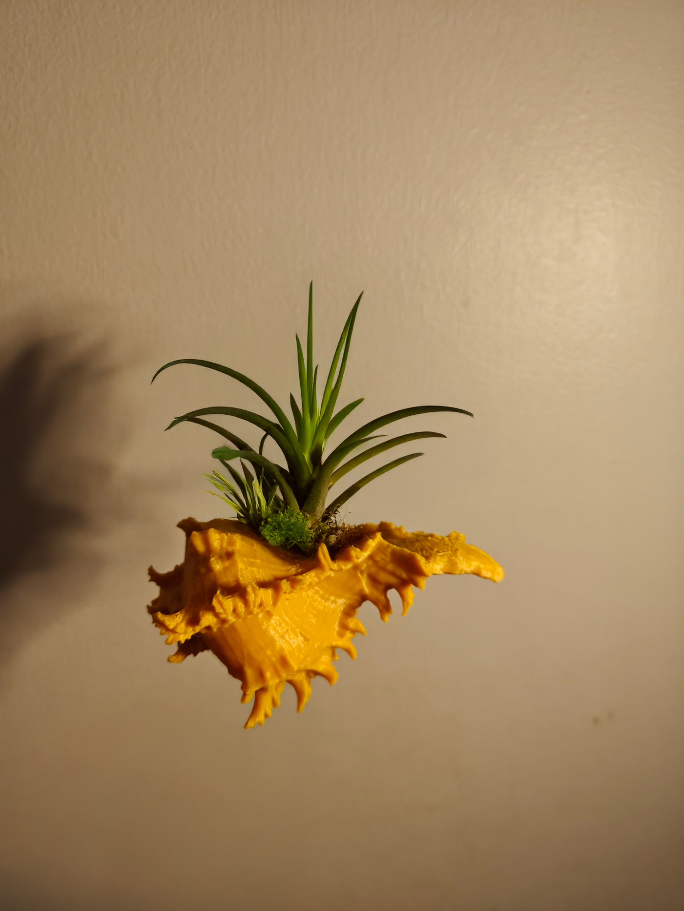 Shell Airplant Holder OR Just use as Decor !