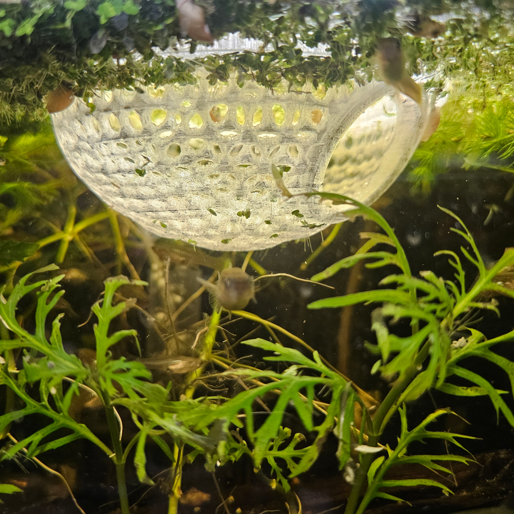 Betta Dome
