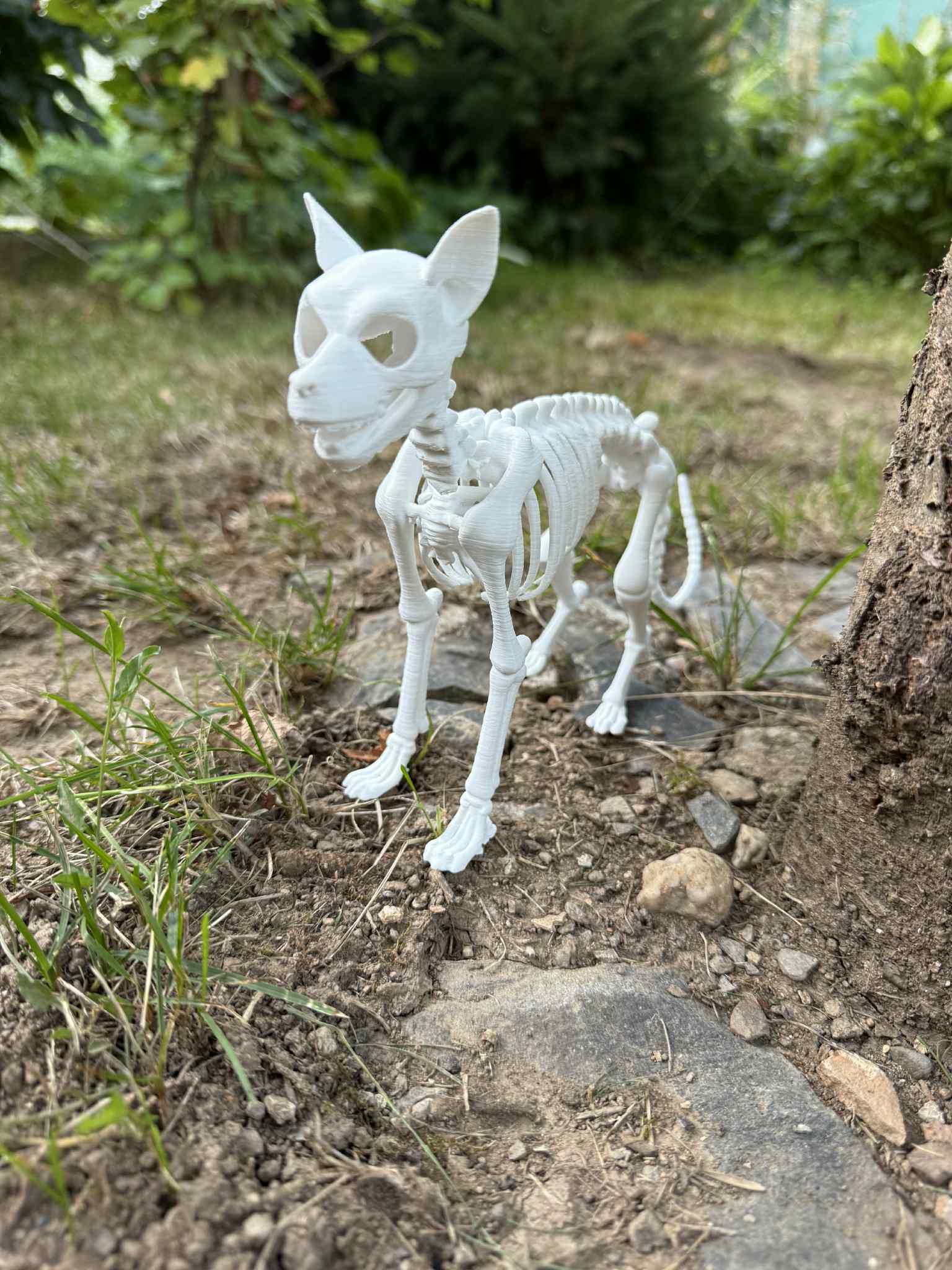 Dog skeleton
