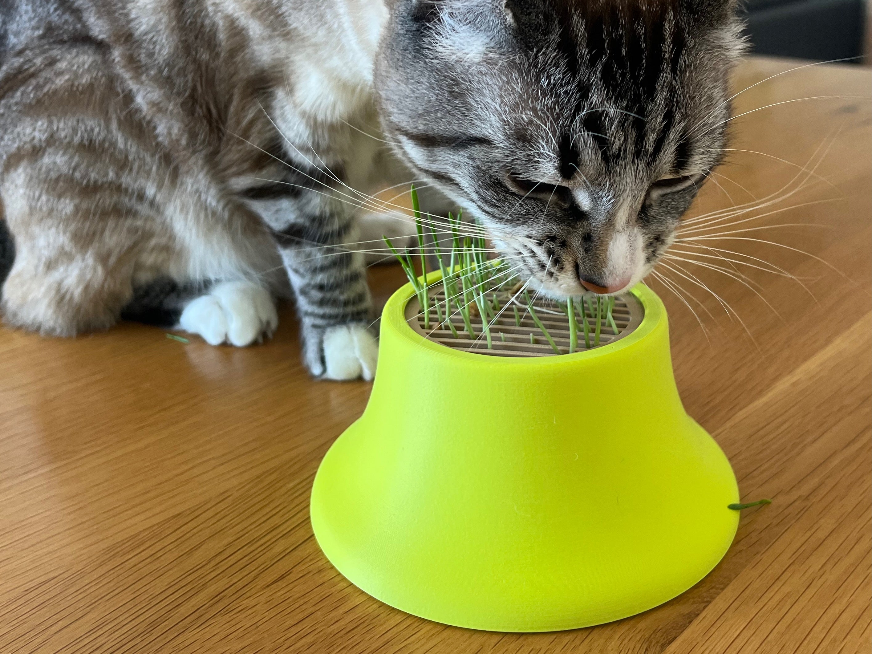 Cat Grass Growing Kit for Canning Jar