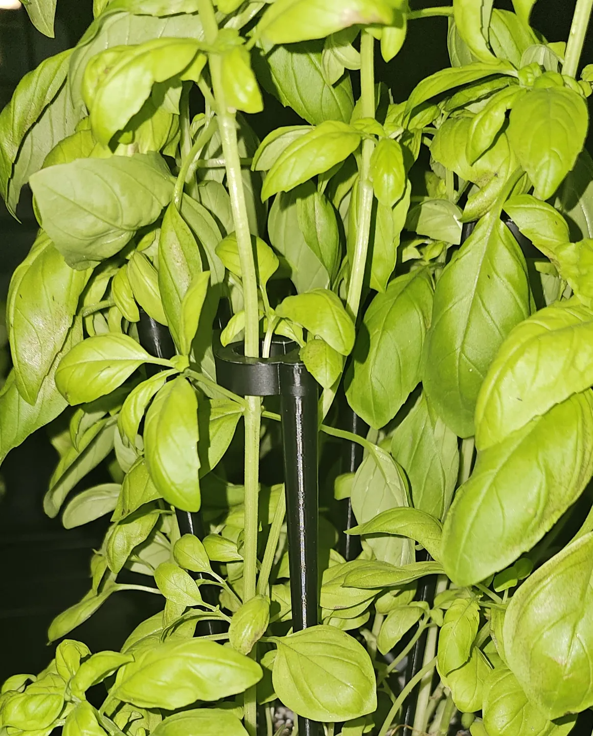 Plant stand / basil stand