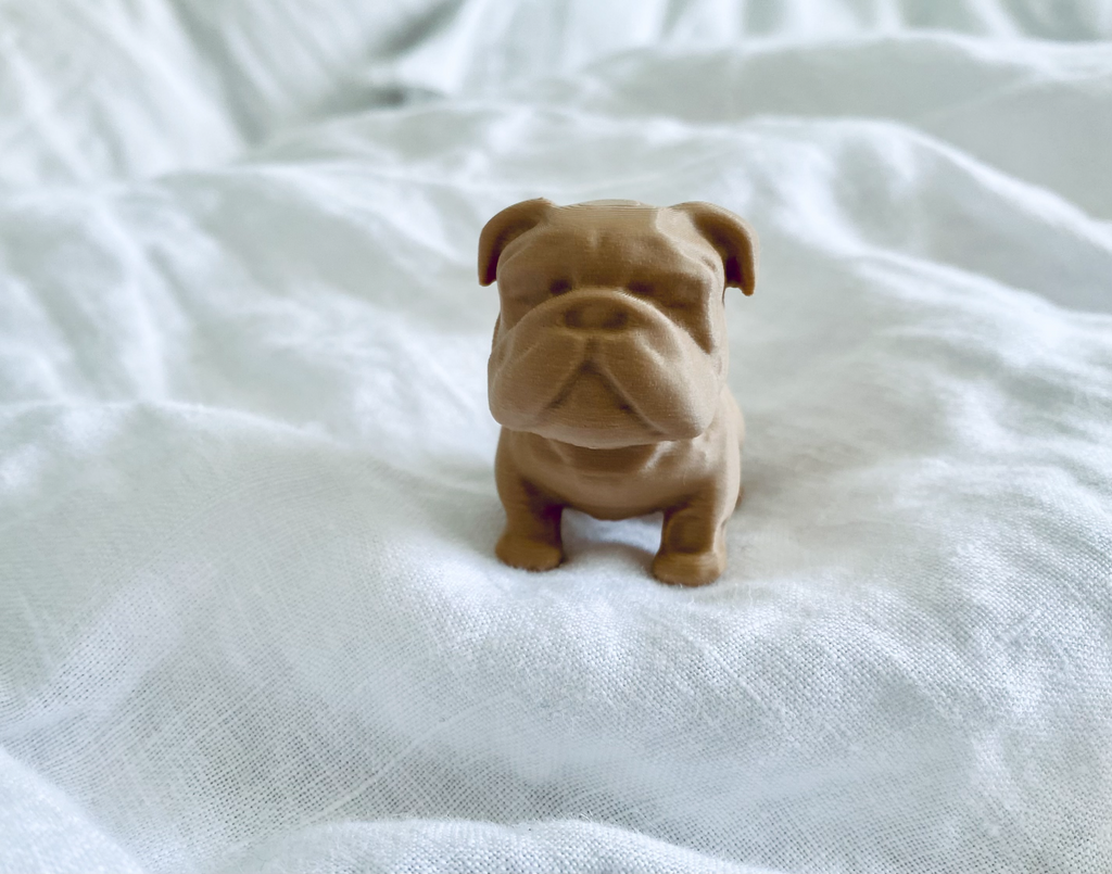 Chubby Bulldog Puppy