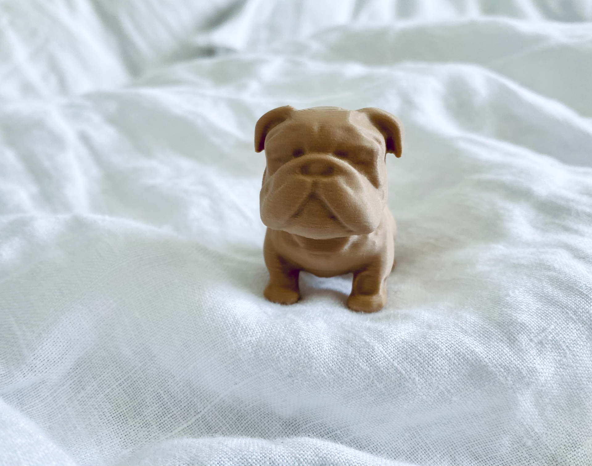 Chubby Bulldog Puppy